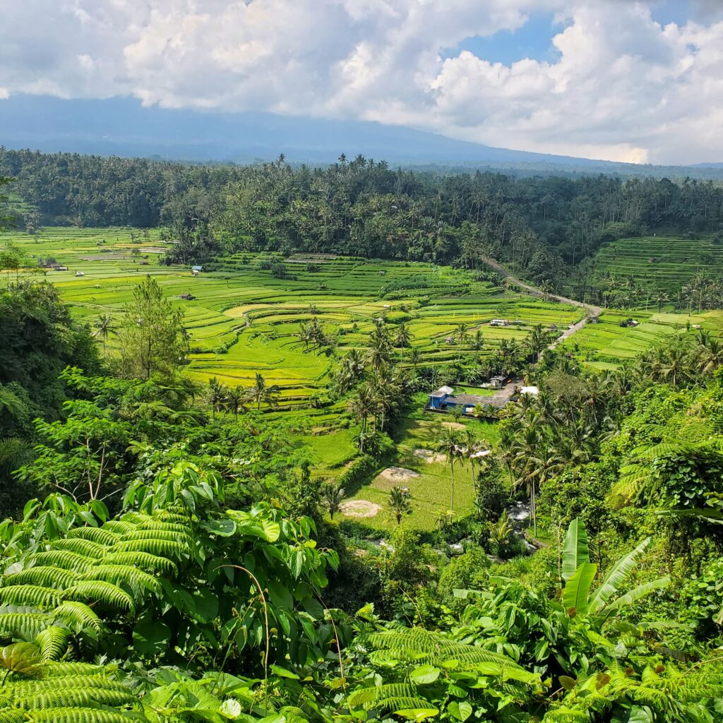 Que visiter à Bali en 10 jours. Les rizières de Jatiluwih classées au Patrimoine mondial de l'UNESCO