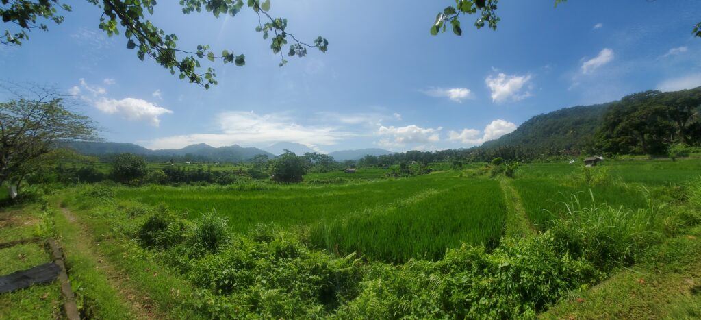 Que visiter à Bali en 10 jours. Les rizières en terrasseds d'Ubud alimentées par les subak, canaux ancestraux