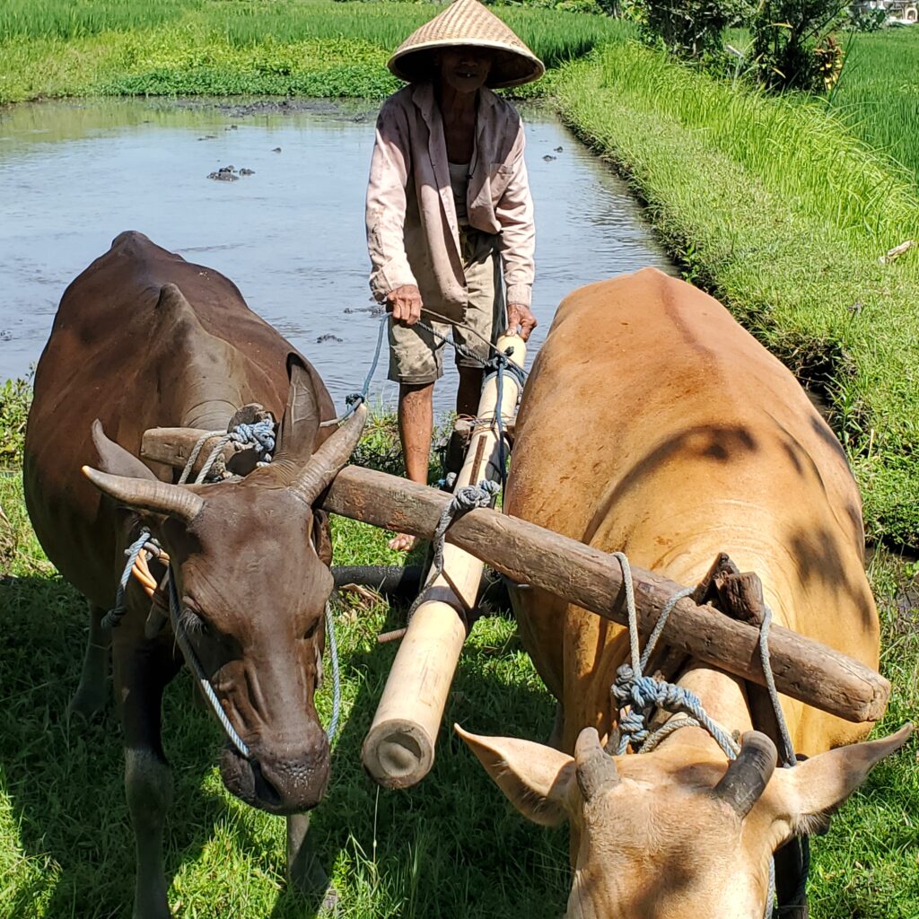Que visiter à Bali en 10 jours. Les kerbau, buffles d'eau et les bajak servant à la culture du riz, région d'Ubud