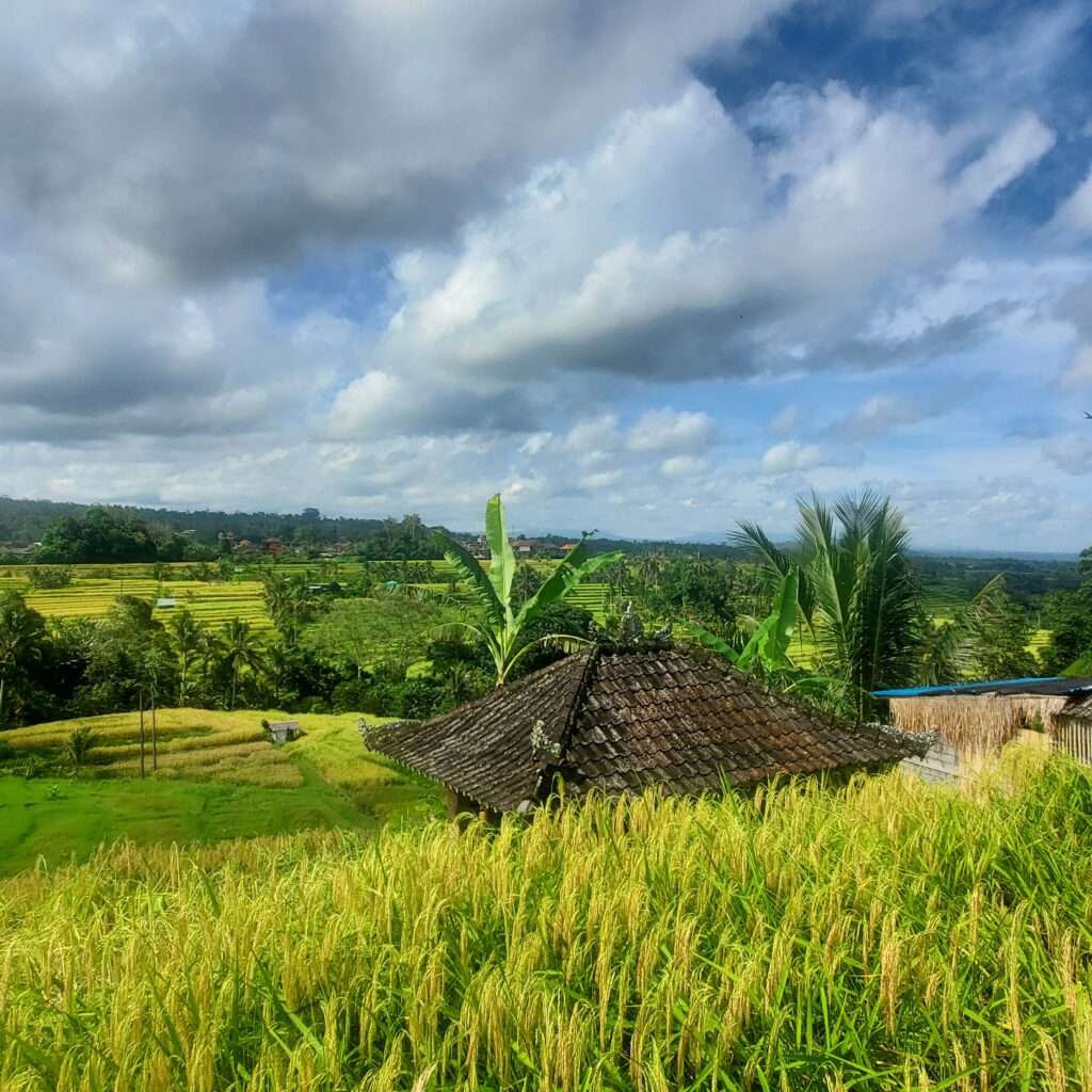 Que visiter à Bali en 10 jours. Les rizières de Jatiluwih classées au Patrimoine mondial de l'UNESCO