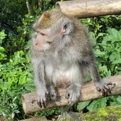 Que visiter à Bali en 10 jours. Macaque sacré de la réserve naturelle située à Ubud
