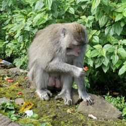 Que visiter à Bali en 10 jours. Macaque sacré