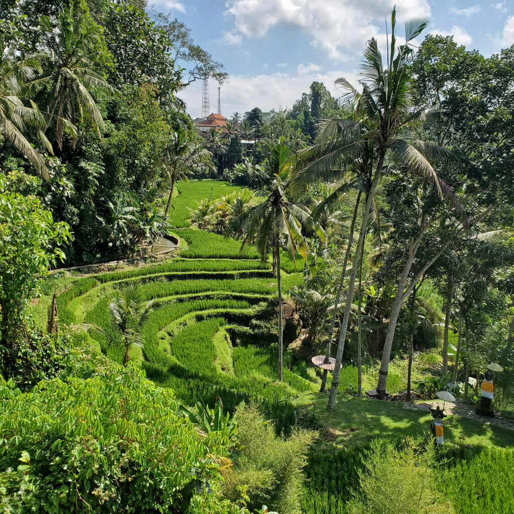 Que visiter à Bali en 10 jours. Rizières Gunung Kawi