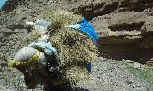 La fenaison dans le haut-Atlas Marocain