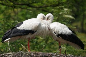 Découvrez la Baie de Somme : réserve ornithologique de Marquenterre.