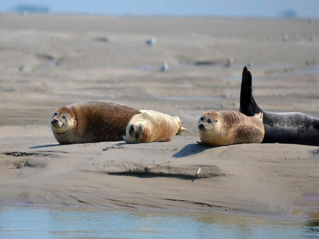 Découvrez la Baie de Somme : les phoques au Crotoy