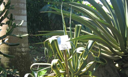 Agave-d'Amérique