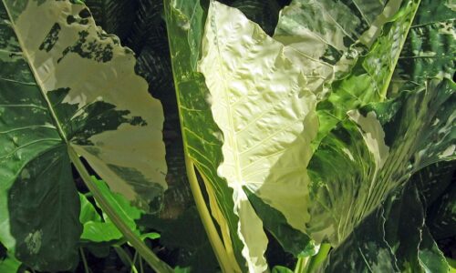 Alocasia
