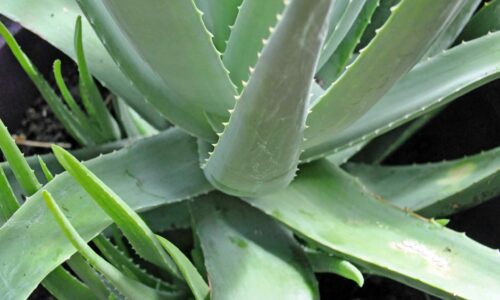 Aloe-vera