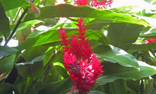 Alpinia-purpurata