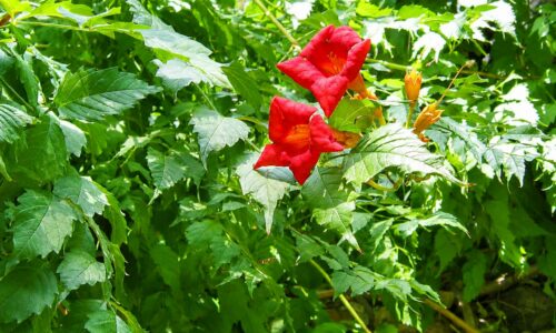 Bignone-rouge