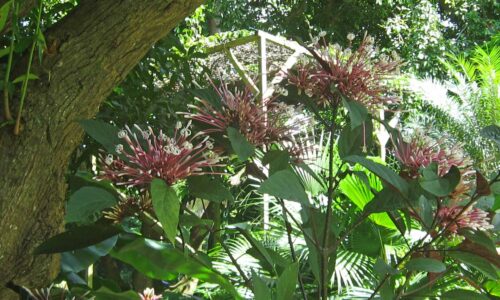 Clerodendron-de-Malaisie
