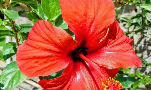 Hibiscus-rouge