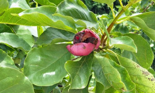 Magnolia-grandiflora