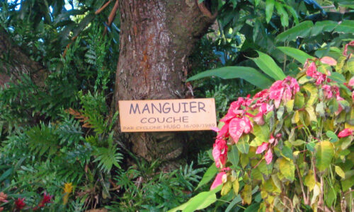 Manguier
