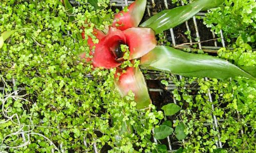 Neoregelia