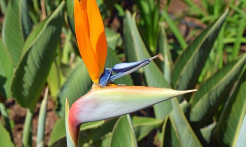 Oiseau-du-paradis