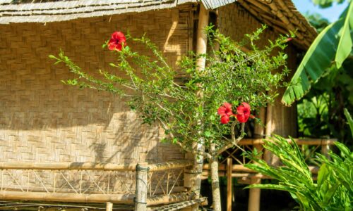 Pagode-et-les-hibiscus-roug