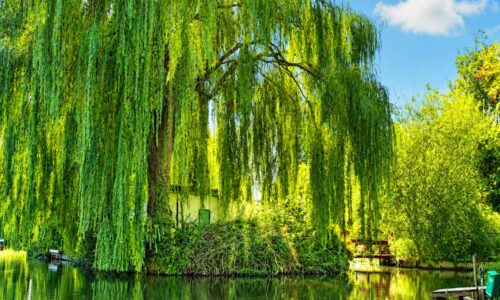 Saule-pleureur