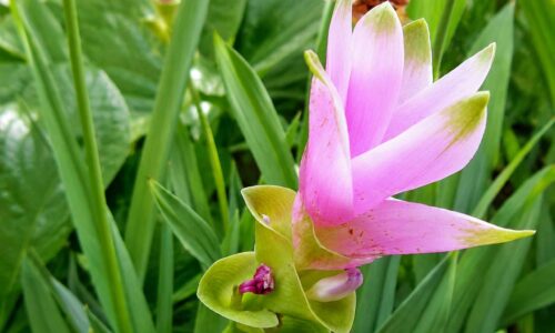 Tulipe-de-Siam.