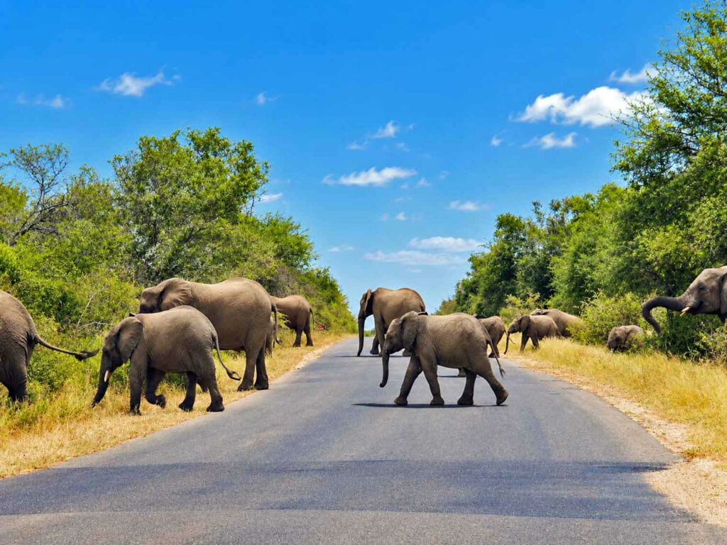 Famille d'éléphant dans le bush en Afrique du sud - Park Kruger