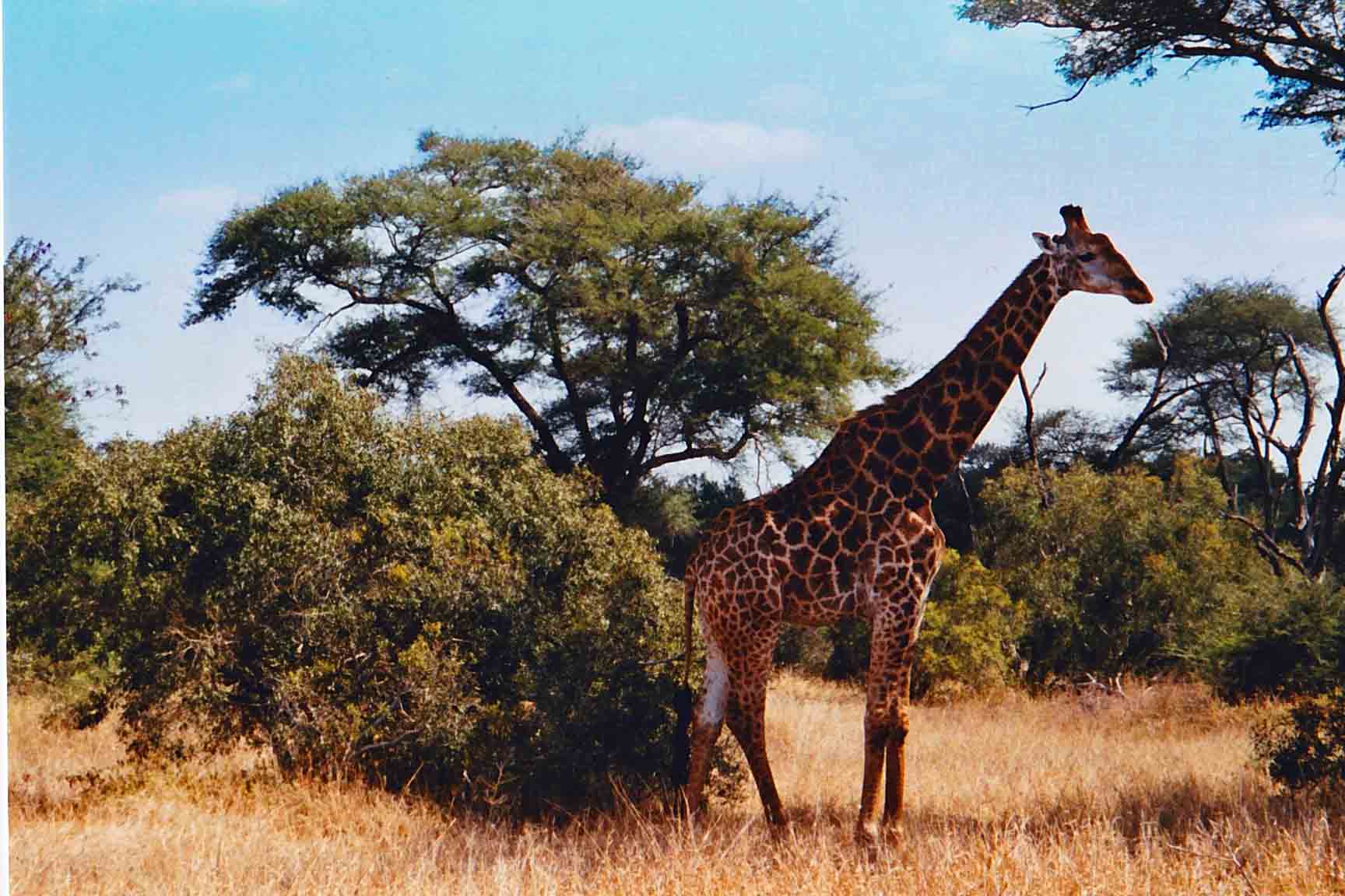 Girafe dans le Parc Kruger